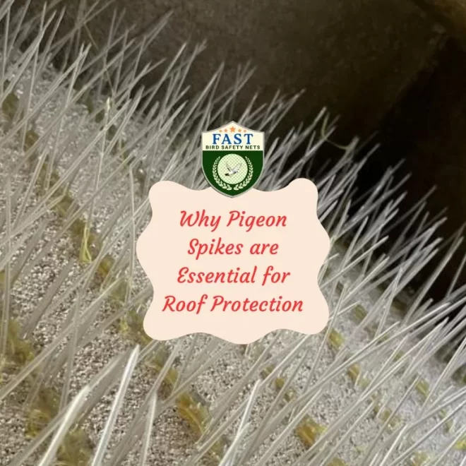Why Pigeon Spikes are Essential for Roof Protection