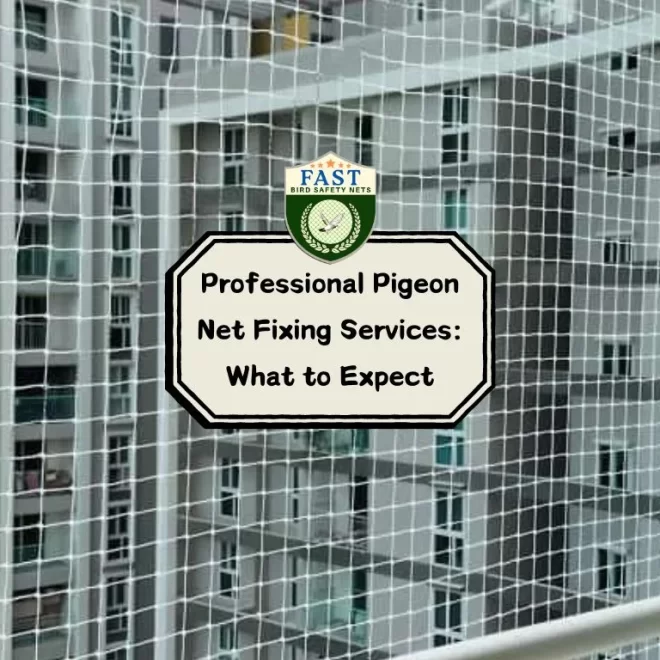 Professional Pigeon Net Fixing Services: What to Expect