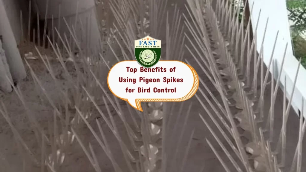 Top Benefits of Using Pigeon Spikes for Bird Control