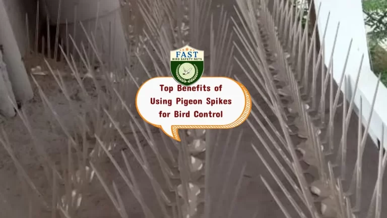 Top Benefits of Using Pigeon Spikes for Bird Control