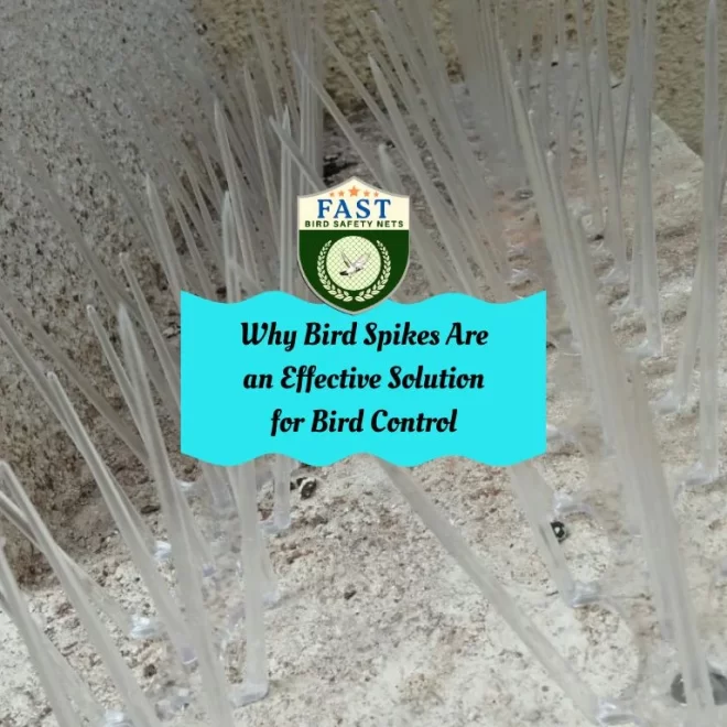 Why Bird Spikes Are an Effective Solution for Bird Control