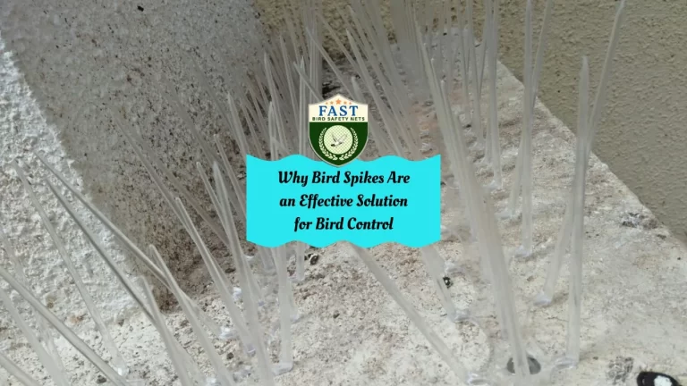 Why Bird Spikes Are an Effective Solution for Bird Control