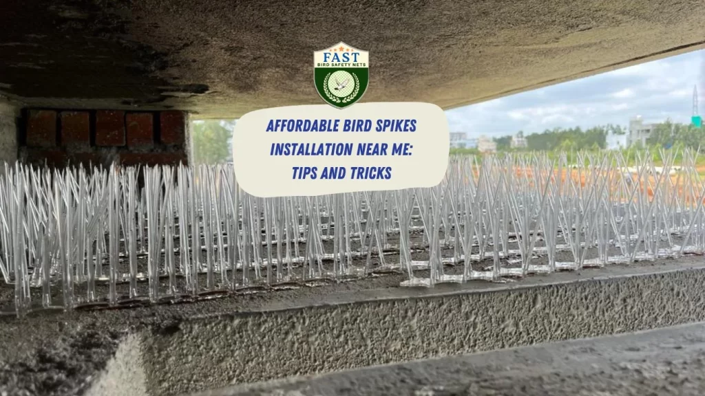 Affordable Bird Spikes Installation Near Me: Tips and Tricks