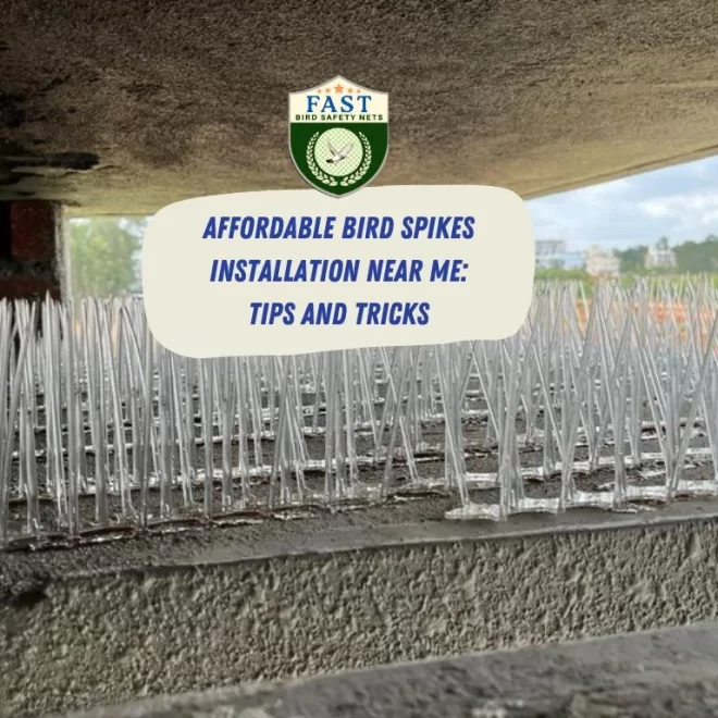 Affordable Bird Spikes Installation Near Me: Tips and Tricks