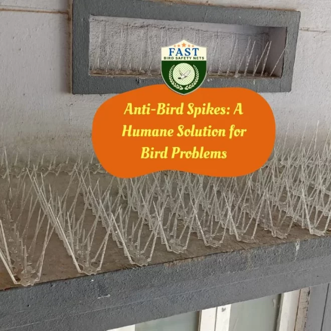 Anti-Bird Spikes: A Humane Solution for Bird Problems