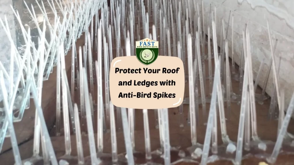 Protect Your Roof and Ledges with Anti-Bird Spikes