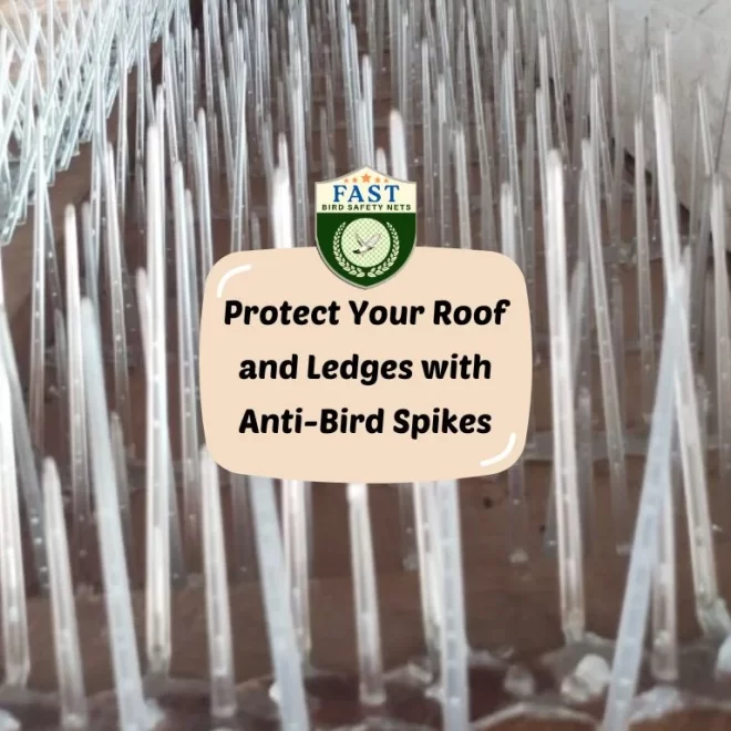 Protect Your Roof and Ledges with Anti-Bird Spikes