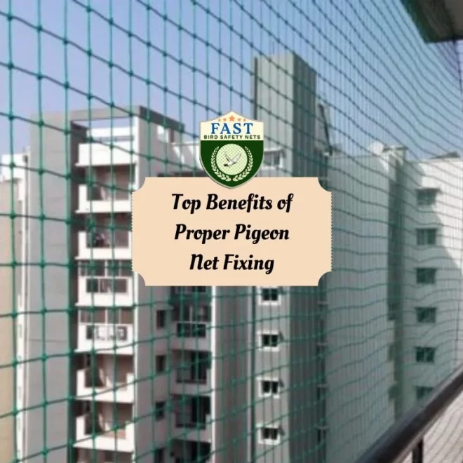 Top Benefits of Proper Pigeon Net Fixing