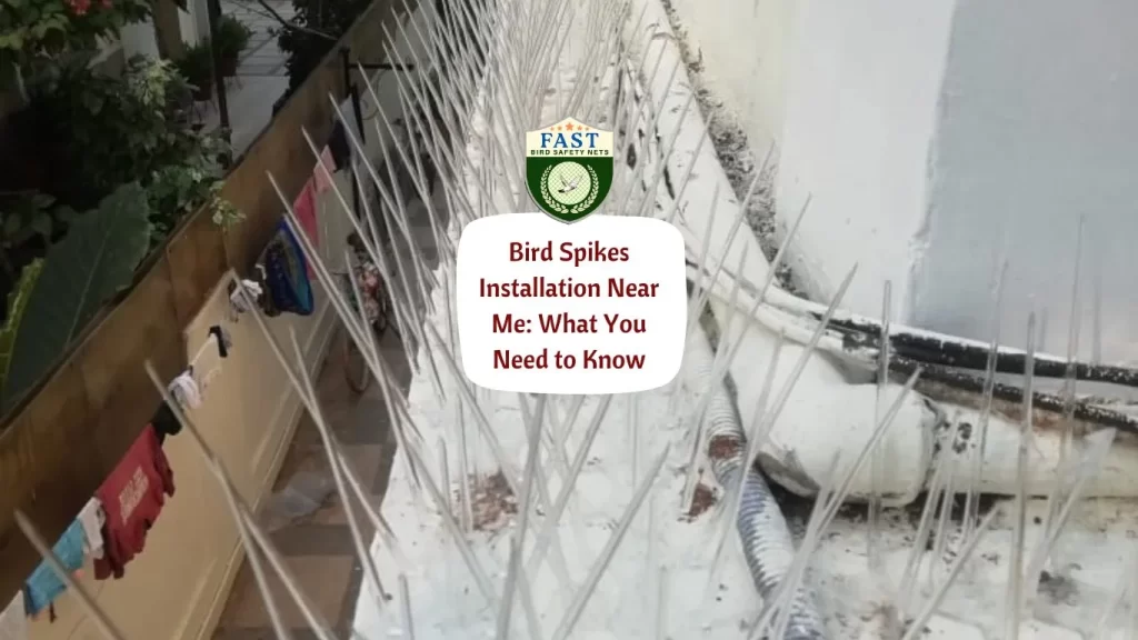 Bird Spikes Installation Near Me: What You Need to Know