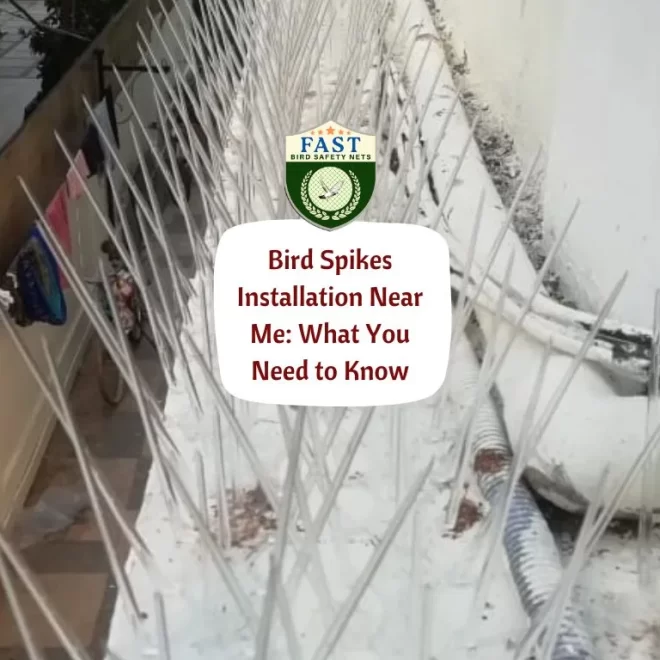 Bird Spikes Installation Near Me: What You Need to Know
