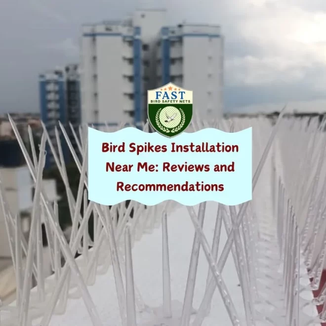 Bird Spikes Installation Near Me: Reviews and Recommendations