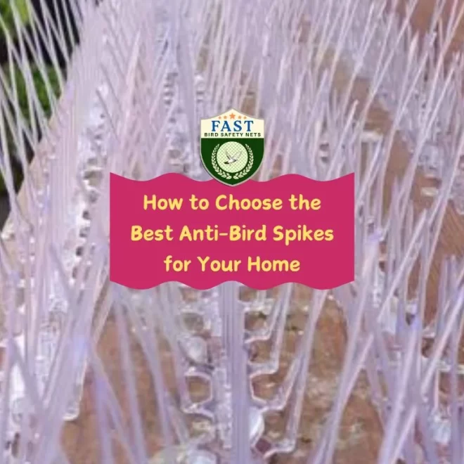 How to Choose the Best Anti-Bird Spikes for Your Home