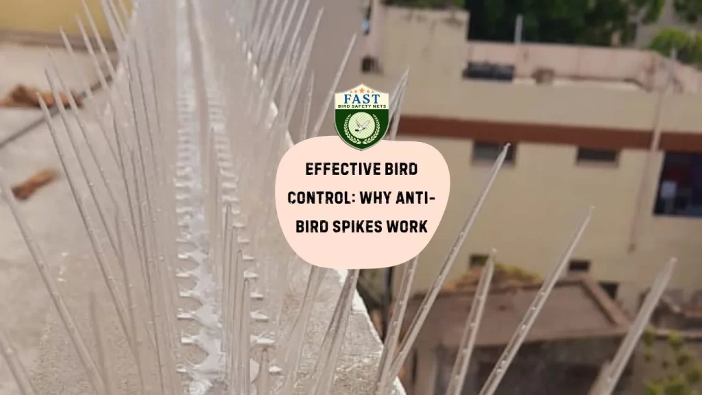 Effective Bird Control: Why Anti-Bird Spikes Work