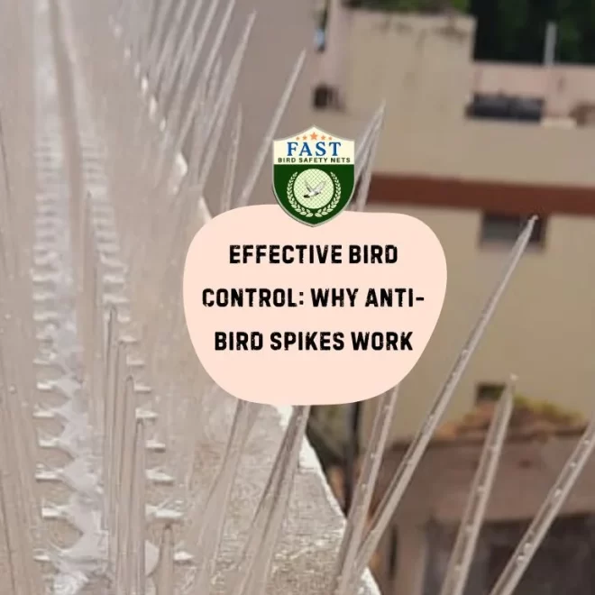 Effective Bird Control: Why Anti-Bird Spikes Work