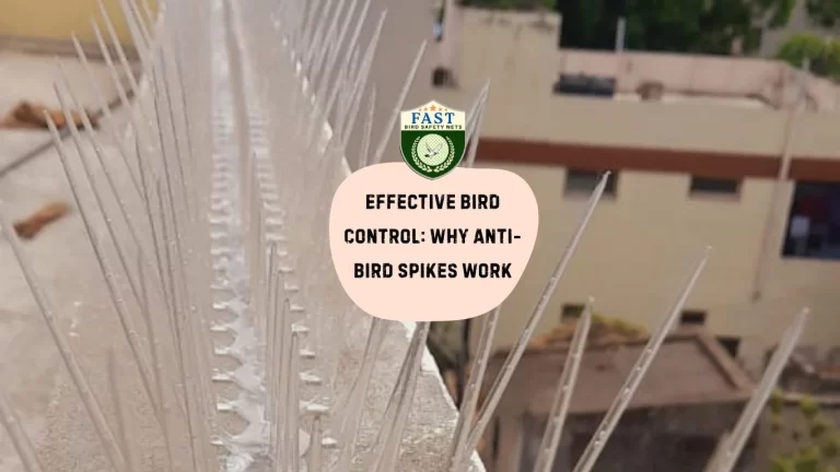 Effective Bird Control: Why Anti-Bird Spikes Work