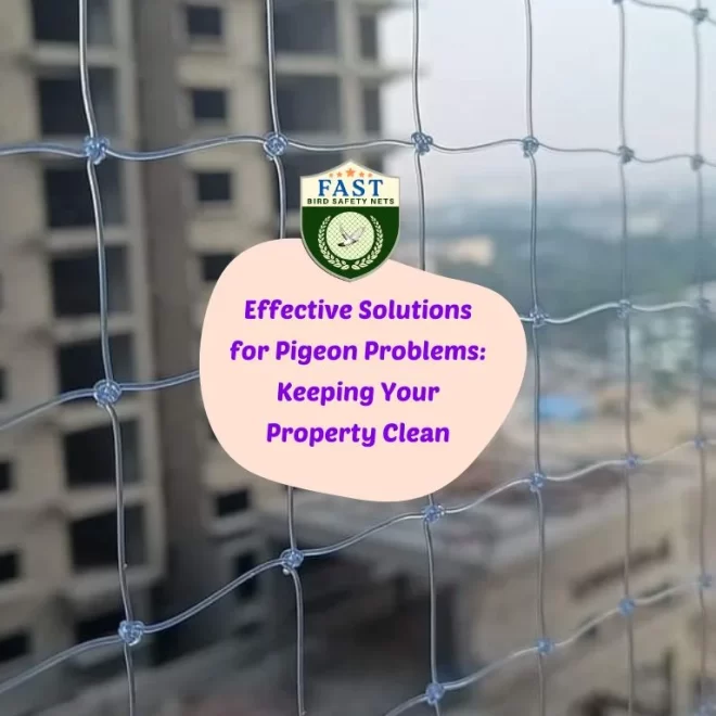 Effective Solutions for Pigeon Problems: Keeping Your Property Clean
