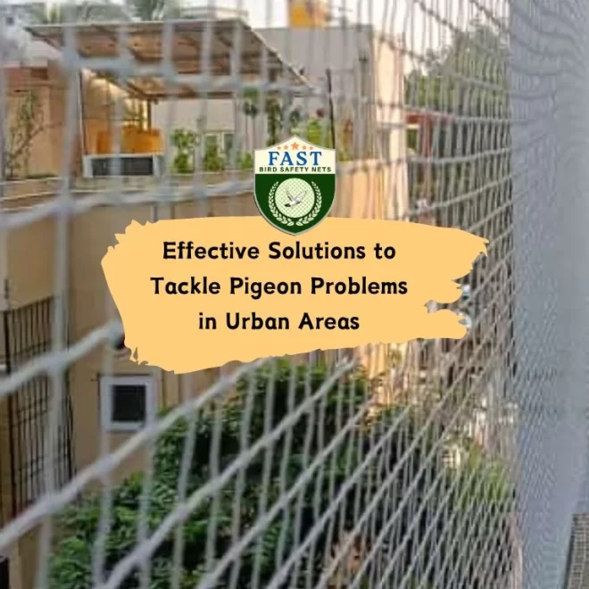 Effective Solutions to Tackle Pigeon Problems in Urban Areas
