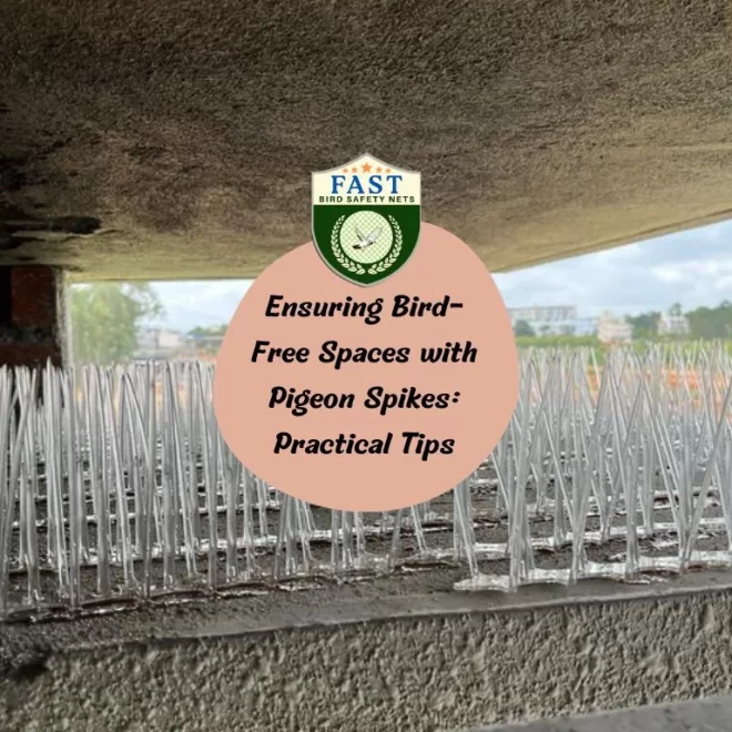 Ensuring Bird-Free Spaces with Pigeon Spikes: Practical Tips
