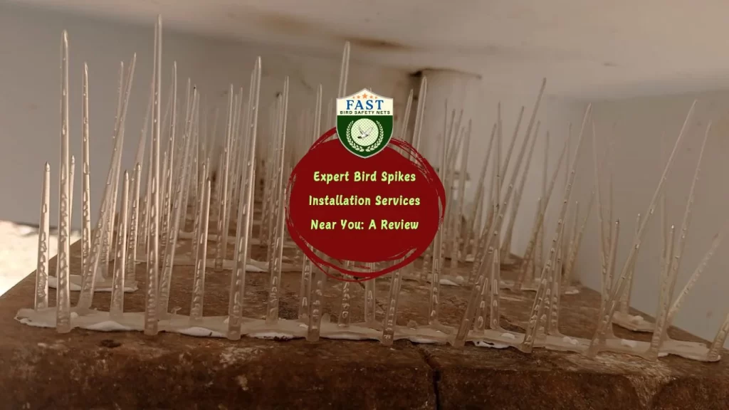 Expert Bird Spikes Installation Services Near You: A Review