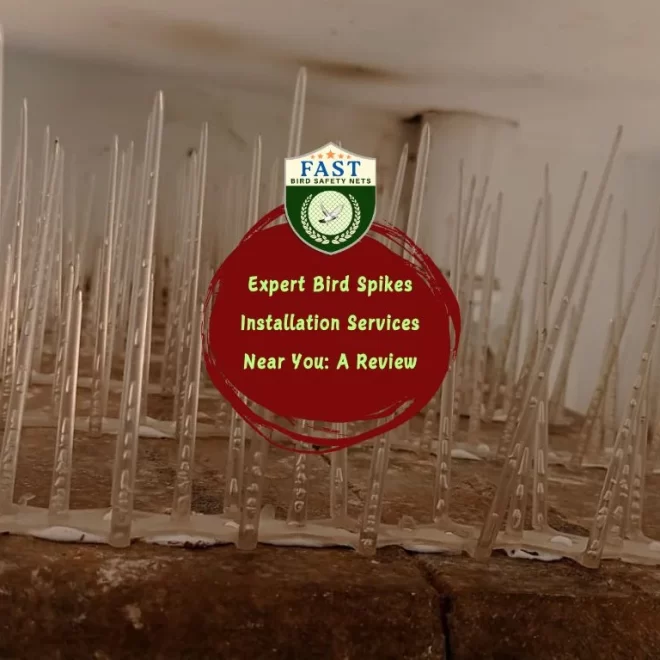 Expert Bird Spikes Installation Services Near You: A Review