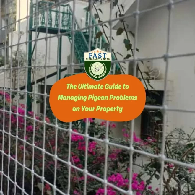 The Ultimate Guide to Managing Pigeon Problems on Your Property