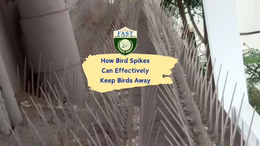 How Bird Spikes Can Effectively Keep Birds Away