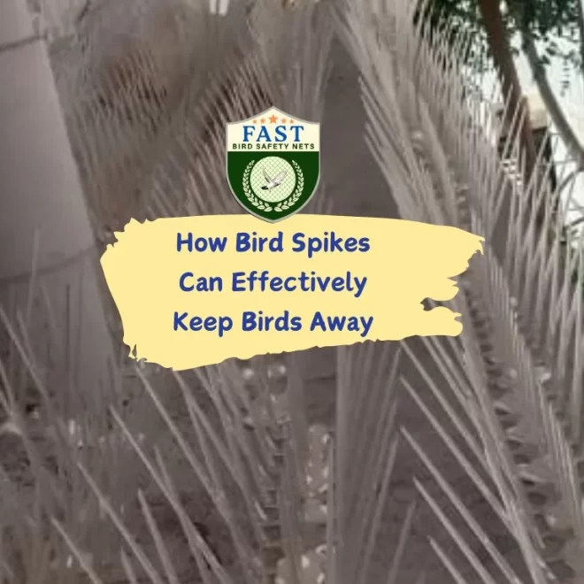 How Bird Spikes Can Effectively Keep Birds Away