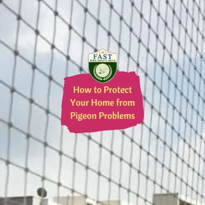 How to Protect Your Home from Pigeon Problems