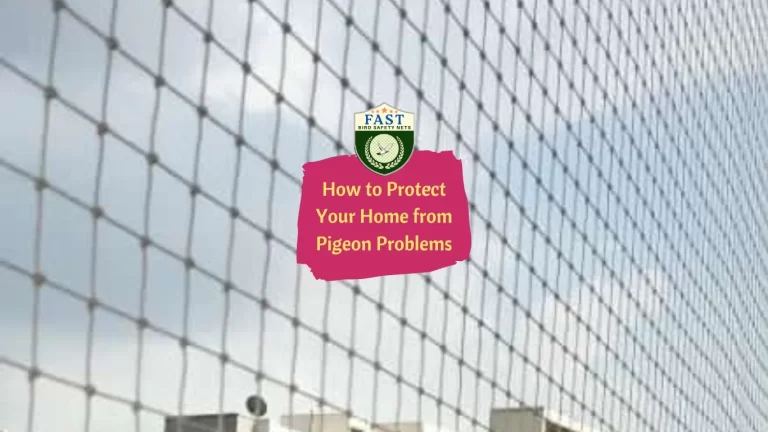 How to Protect Your Home from Pigeon Problems