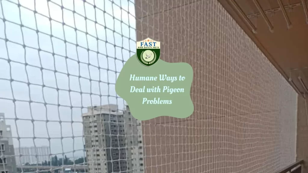 Humane Ways to Deal with Pigeon Problems