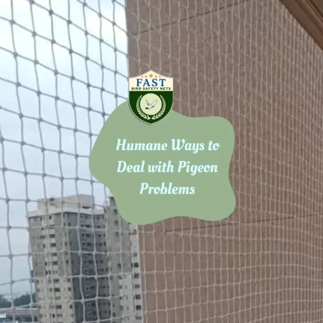 Humane Ways to Deal with Pigeon Problems