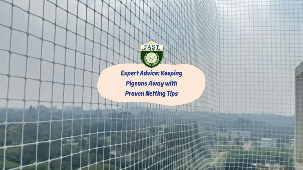 Expert Advice: Keeping Pigeons Away with Proven Netting Tips