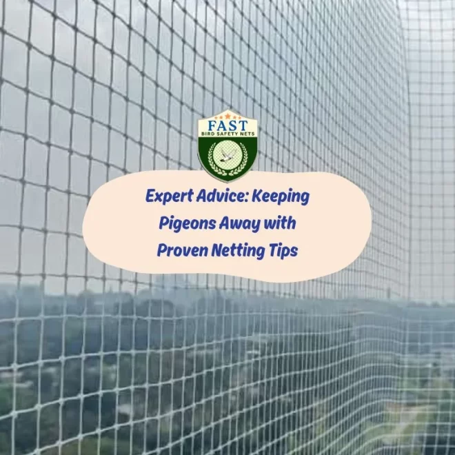 Expert Advice: Keeping Pigeons Away with Proven Netting Tips