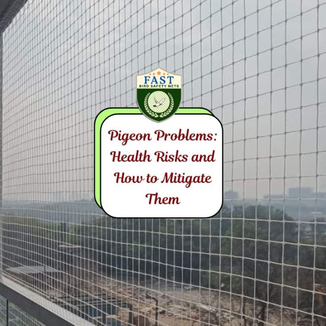 Pigeon Problems: Health Risks and How to Mitigate Them