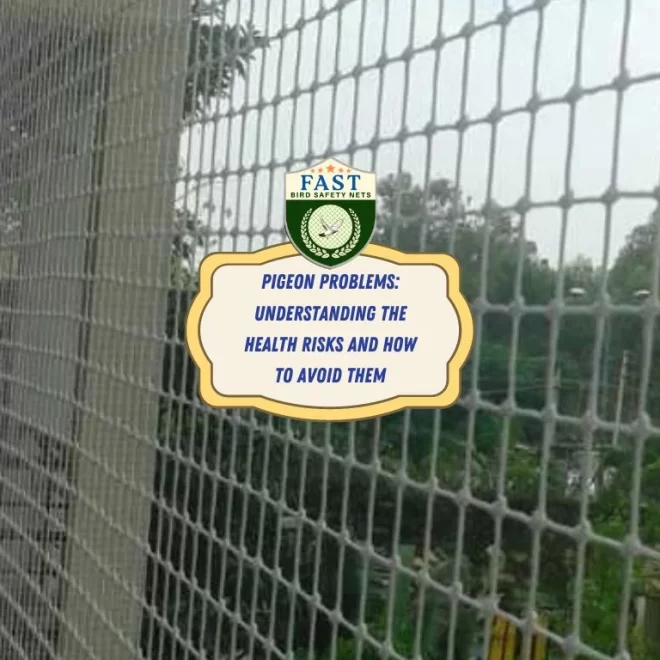 Pigeon Problems: Understanding the Health Risks and How to Avoid Them