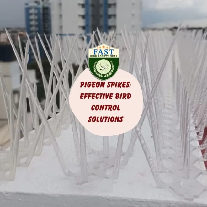 Pigeon Spikes: Effective Bird Control Solutions