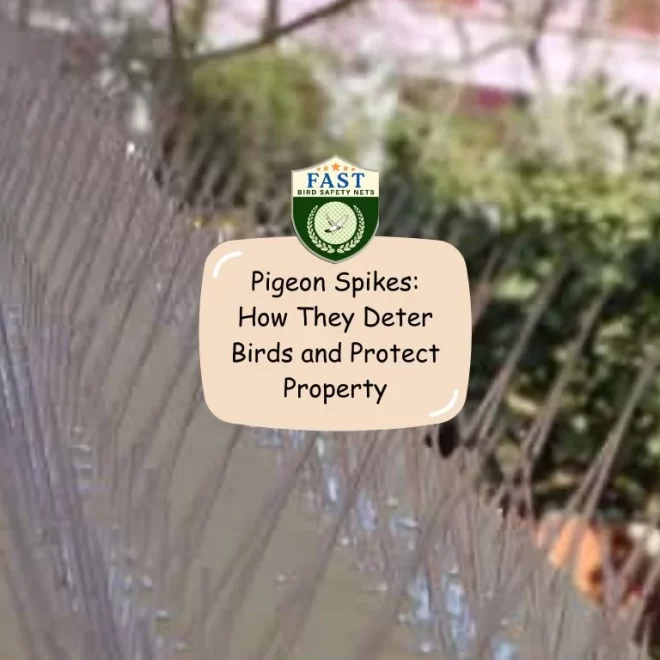 Pigeon Spikes: How They Deter Birds and Protect Property