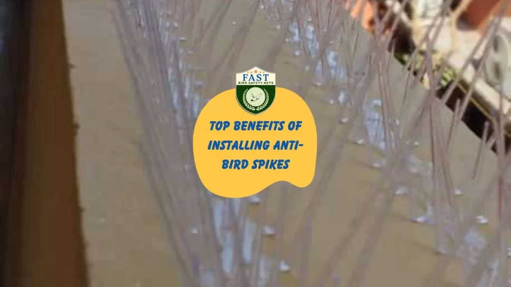 Top Benefits of Installing Anti-Bird Spikes