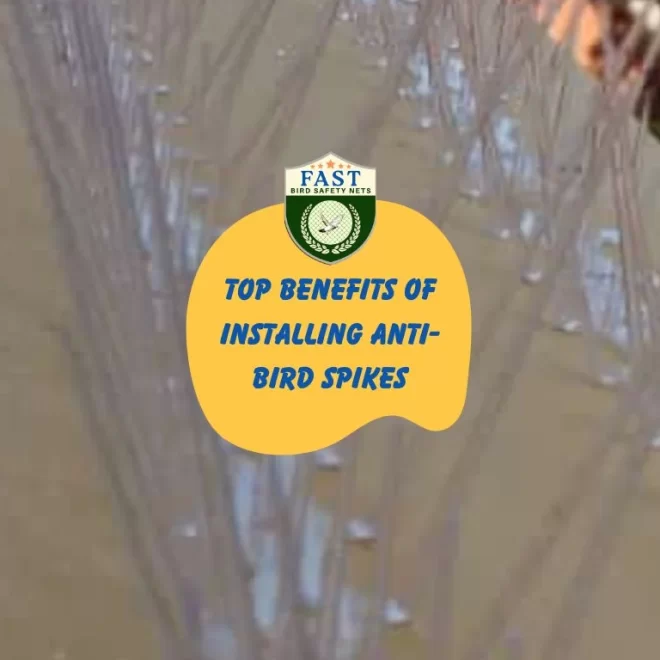 Top Benefits of Installing Anti-Bird Spikes