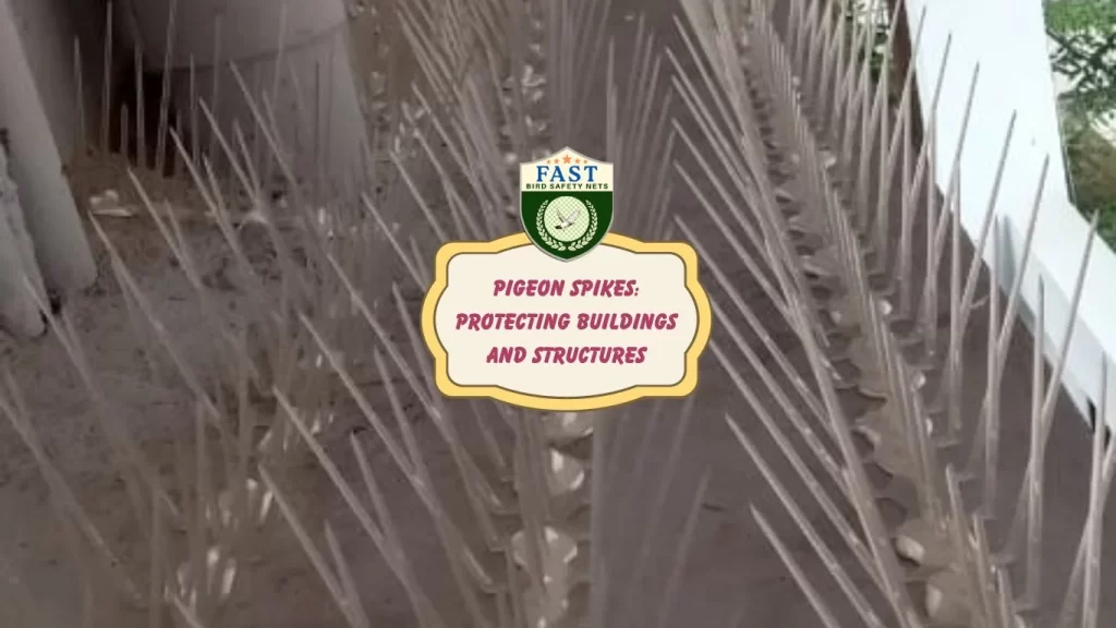 Pigeon Spikes: Protecting Buildings and Structures