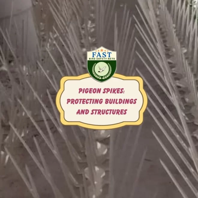 Pigeon Spikes: Protecting Buildings and Structures