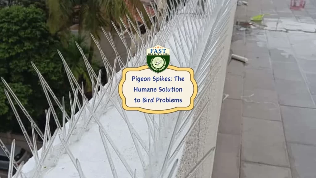 Pigeon Spikes: The Humane Solution to Bird Problems