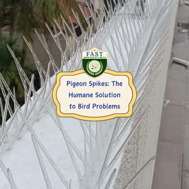 Pigeon Spikes: The Humane Solution to Bird Problems