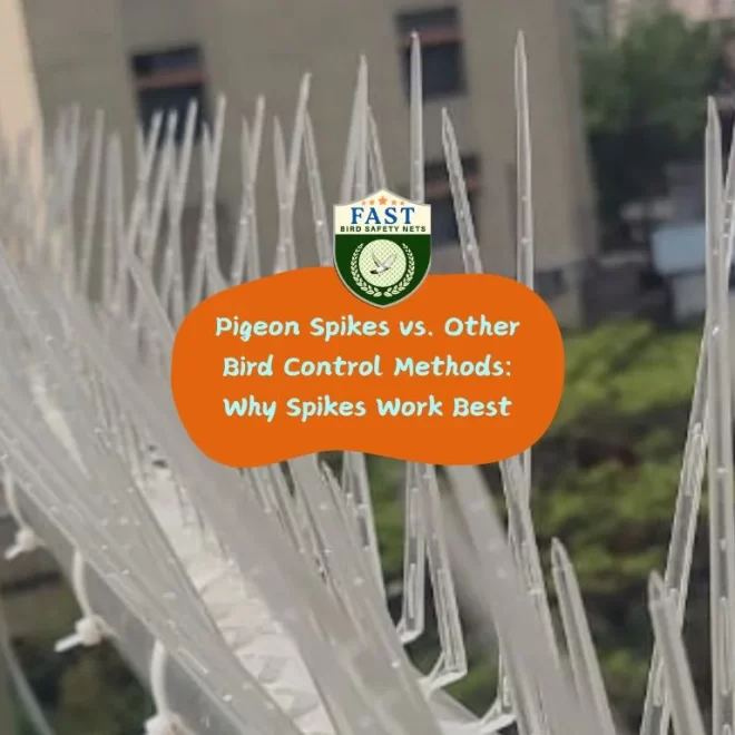 Pigeon Spikes vs. Other Bird Control Methods: Why Spikes Work Best