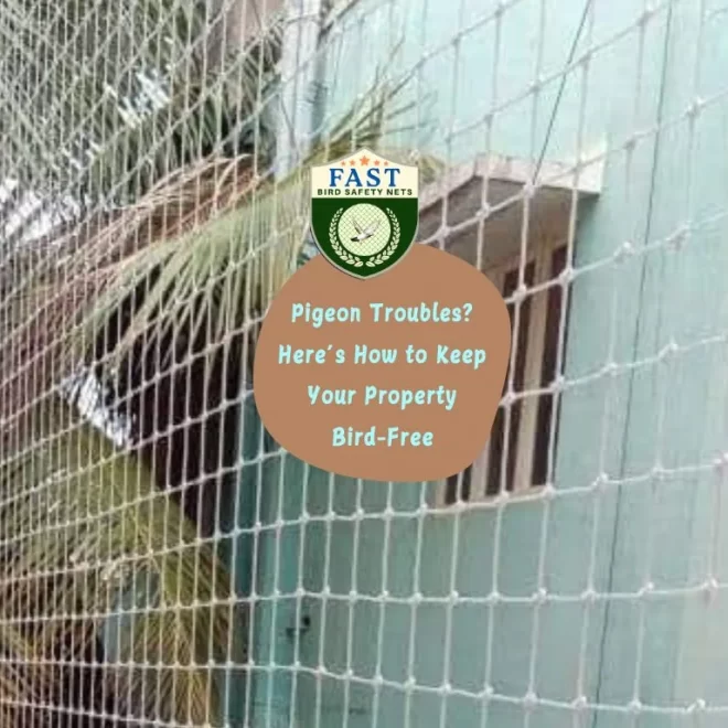 Pigeon Troubles? Here’s How to Keep Your Property Bird-Free
