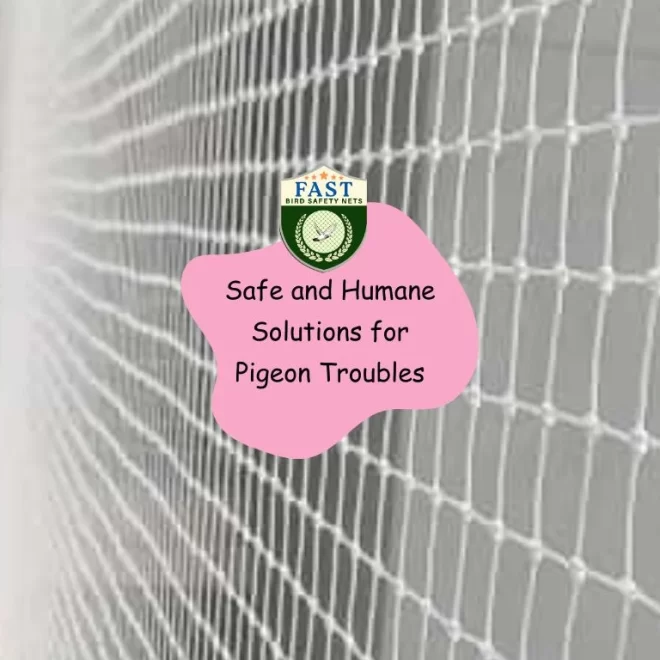 Safe and Humane Solutions for Pigeon Troubles