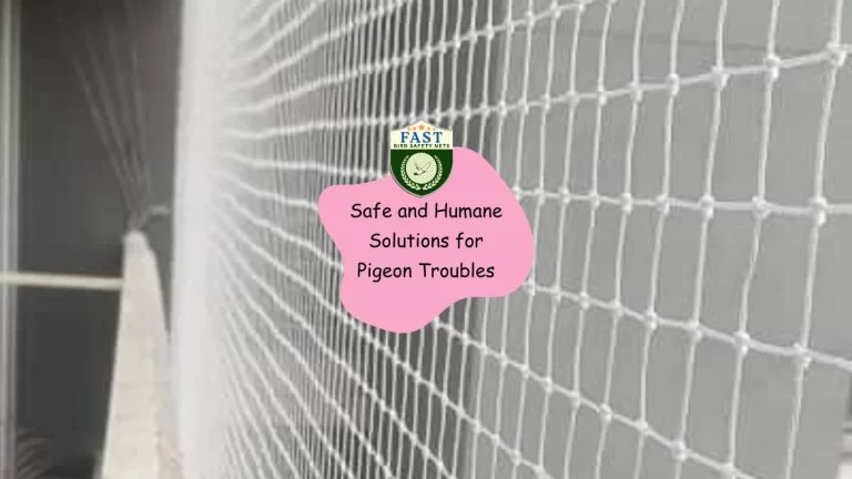 Safe and Humane Solutions for Pigeon Troubles