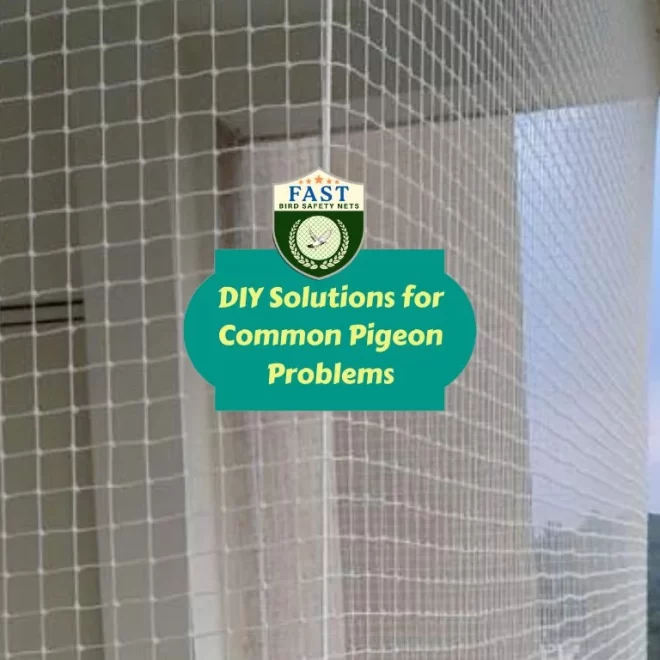 DIY Solutions for Common Pigeon Problems