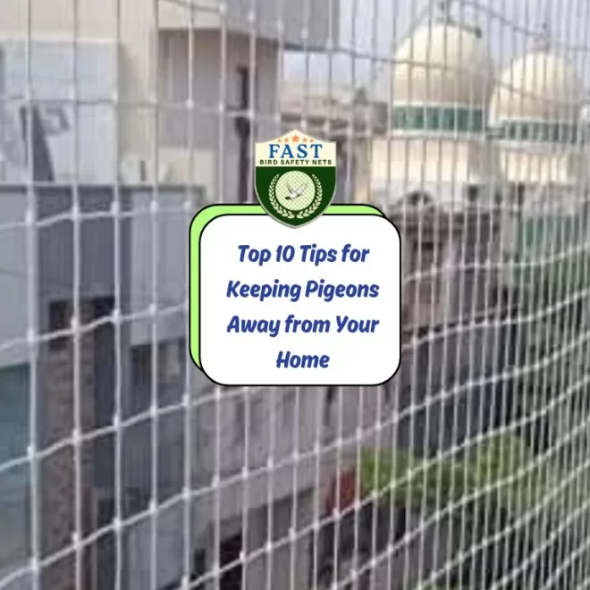 Top 10 Tips for Keeping Pigeons Away from Your Home
