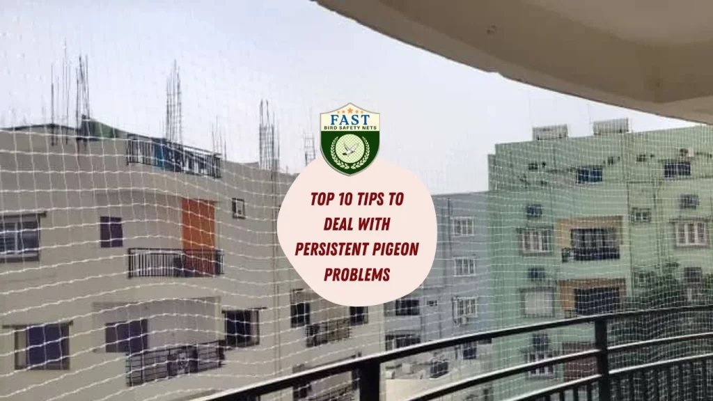 Top 10 Tips to Deal with Persistent Pigeon Problems